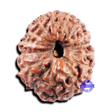 Load image into Gallery viewer, 15 Mukhi Indonesian Rudraksha - Bead No.307
