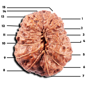 15 Mukhi Indonesian Rudraksha - Bead No. 308