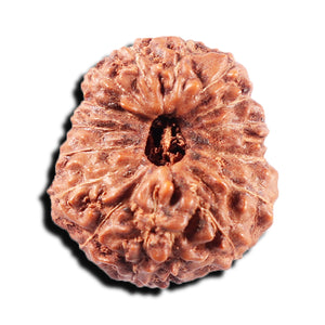 15 Mukhi Indonesian Rudraksha - Bead No. 308