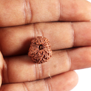 15 Mukhi Indonesian Rudraksha - Bead No. 308