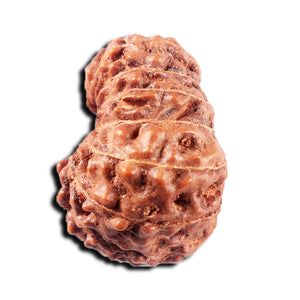 15 Mukhi Indonesian Rudraksha - Bead No. 308