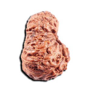 15 Mukhi Indonesian Rudraksha - Bead No. 308