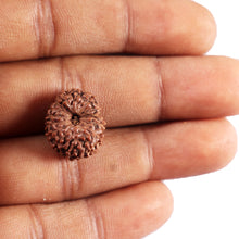 Load image into Gallery viewer, 15 Mukhi Indonesian Rudraksha - Bead No. 309
