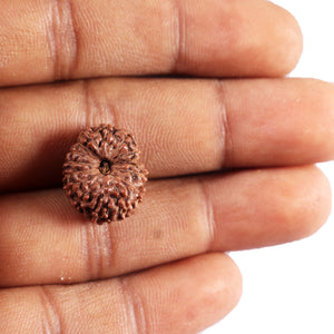 15 Mukhi Indonesian Rudraksha - Bead No. 309