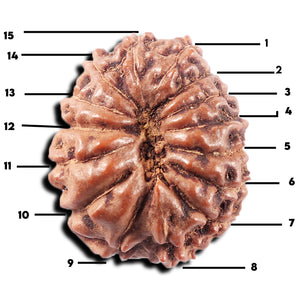 15 Mukhi Indonesian Rudraksha - Bead No. 309