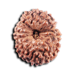 15 Mukhi Indonesian Rudraksha - Bead No. 309