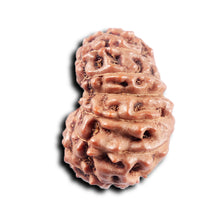 Load image into Gallery viewer, 15 Mukhi Indonesian Rudraksha - Bead No. 309
