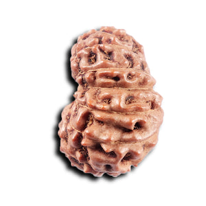 15 Mukhi Indonesian Rudraksha - Bead No. 309