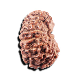 15 Mukhi Indonesian Rudraksha - Bead No. 309