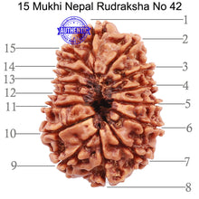 Load image into Gallery viewer, 15 Mukhi Rudraksha from Nepal - Bead No. 42
