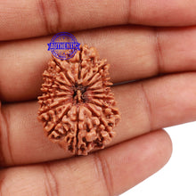 Load image into Gallery viewer, 15 Mukhi Rudraksha from Nepal - Bead No. 42
