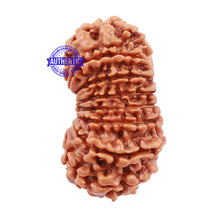 Load image into Gallery viewer, 15 Mukhi Rudraksha from Nepal - Bead No. 42
