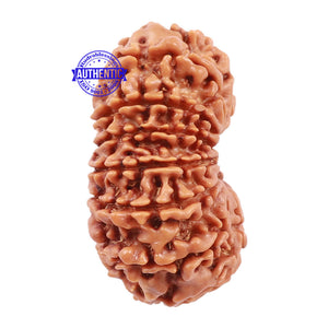 15 Mukhi Rudraksha from Nepal - Bead No. 42