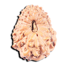 Load image into Gallery viewer, 14 mukhi Indonesian Rudraksha -  Bead No. 346
