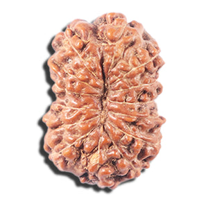 14 mukhi Indonesian Rudraksha -  Bead No. 347