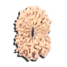 Load image into Gallery viewer, 14 mukhi Indonesian Rudraksha -  Bead No. 348
