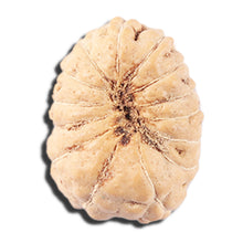 Load image into Gallery viewer, 14 mukhi Indonesian Rudraksha -  Bead No. 350
