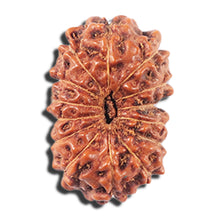 Load image into Gallery viewer, 14 mukhi Indonesian Rudraksha -  Bead No. 351
