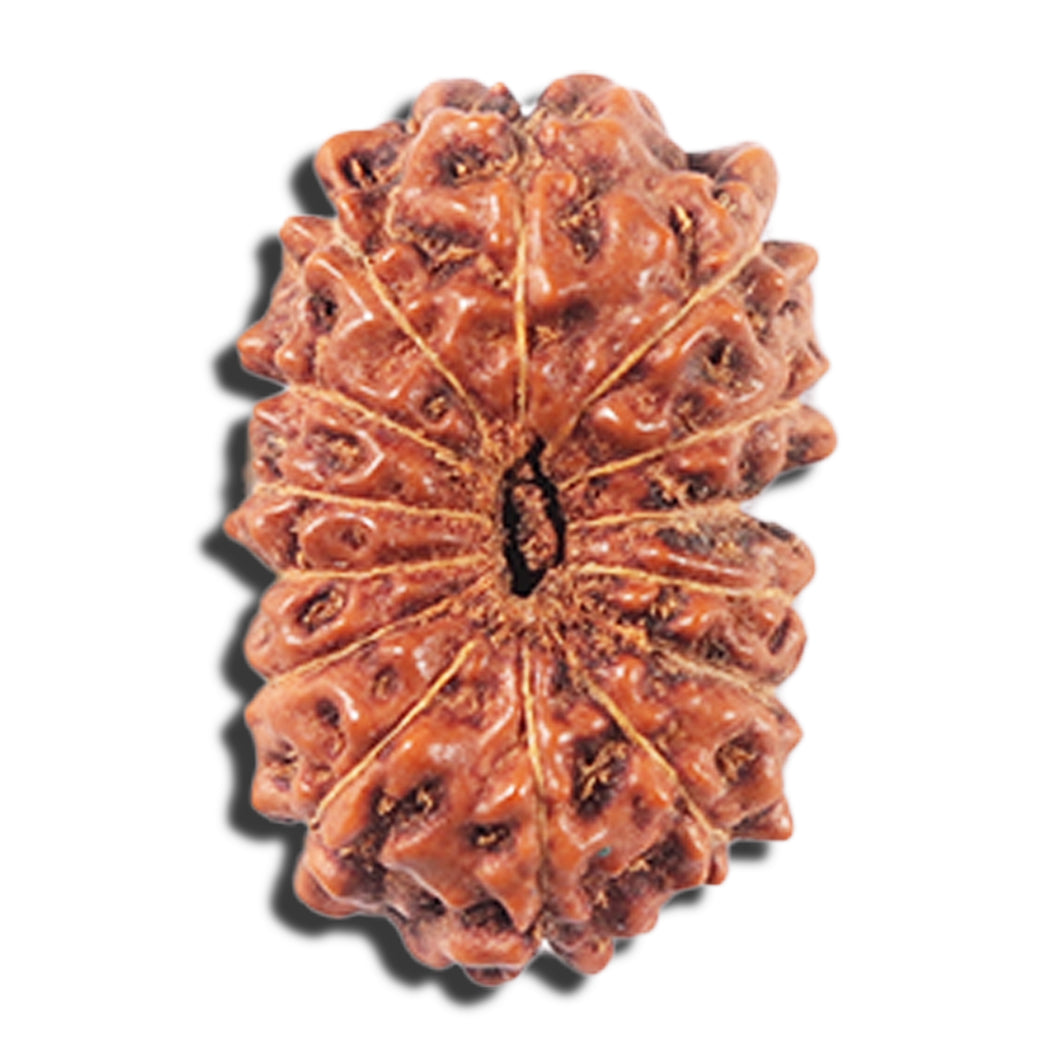 14 mukhi Indonesian Rudraksha -  Bead No. 351