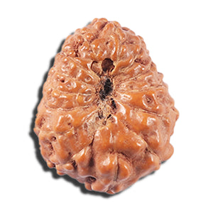 14 mukhi Indonesian Rudraksha -  Bead No. 352