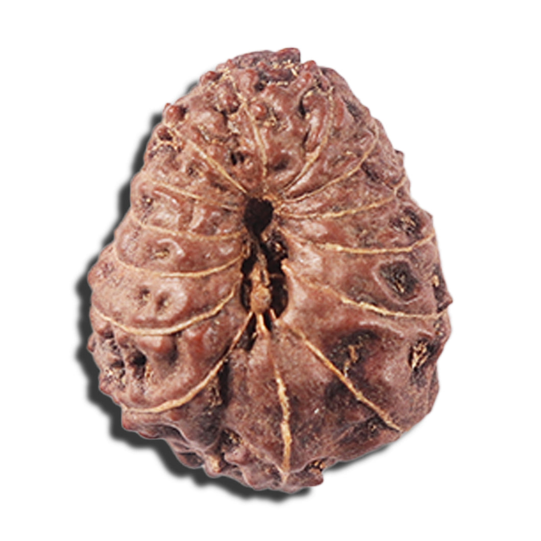 14 mukhi Indonesian Rudraksha -  Bead No. 353