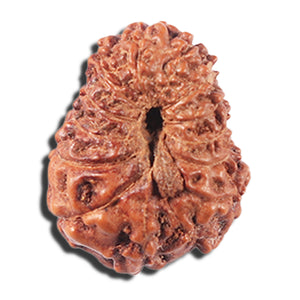 14 mukhi Indonesian Rudraksha -  Bead No. 354