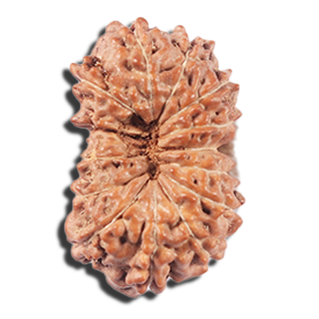 14 mukhi Indonesian Rudraksha -  Bead No. 355