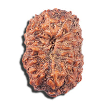 Load image into Gallery viewer, 14 mukhi Indonesian Rudraksha -  Bead No. 356
