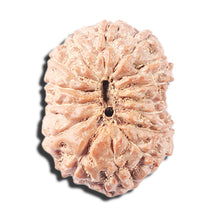 Load image into Gallery viewer, 14 mukhi Indonesian Rudraksha -  Bead No. 357
