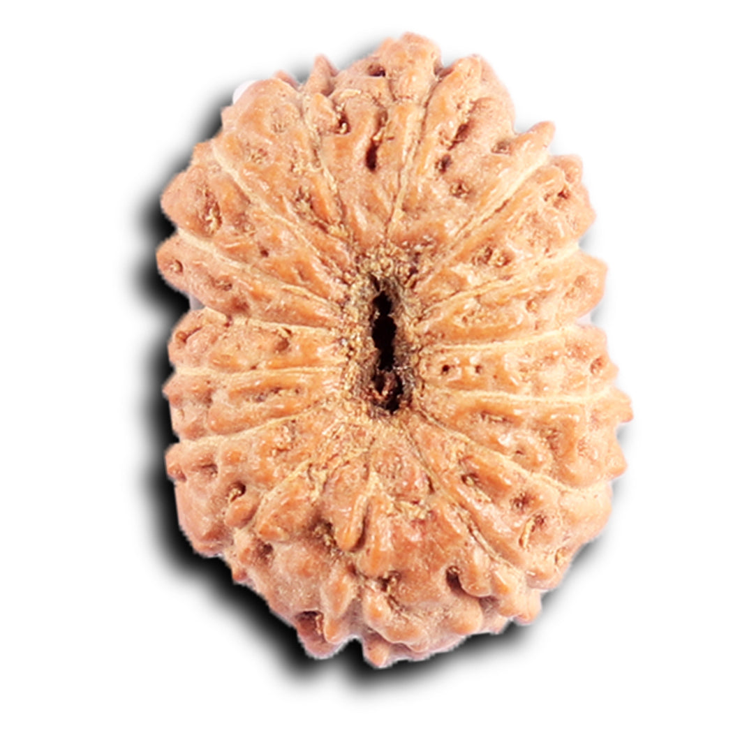 15 Mukhi Indonesian Rudraksha - Bead No. 262