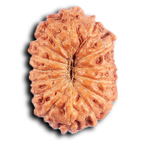 15 Mukhi Indonesian Rudraksha - Bead No. 263