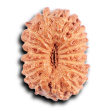 Load image into Gallery viewer, 15 Mukhi Indonesian Rudraksha - Bead No.264
