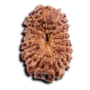 15 Mukhi Indonesian Rudraksha - Bead No. 267