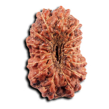 Load image into Gallery viewer, 15 Mukhi Indonesian Rudraksha - Bead No.268
