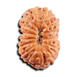 15 Mukhi Indonesian Rudraksha - Bead No.269