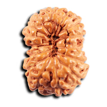 Load image into Gallery viewer, 15 Mukhi Indonesian Rudraksha - Bead No.278
