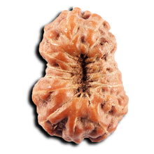 Load image into Gallery viewer, 15 Mukhi Indonesian Rudraksha - Bead No.275
