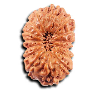 15 Mukhi Indonesian Rudraksha - Bead No.280