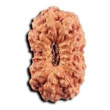 Load image into Gallery viewer, 15 Mukhi Indonesian Rudraksha - Bead No.294
