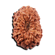 Load image into Gallery viewer, 15 Mukhi Indonesian Rudraksha - Bead No.296
