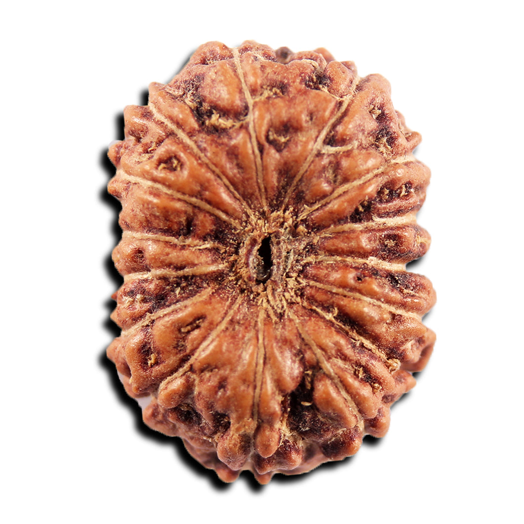 15 Mukhi Indonesian Rudraksha - Bead No.297