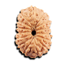 Load image into Gallery viewer, 15 Mukhi Indonesian Rudraksha - Bead No.298
