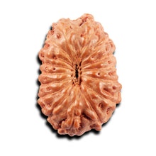 Load image into Gallery viewer, 15 Mukhi Indonesian Rudraksha - Bead No. 299
