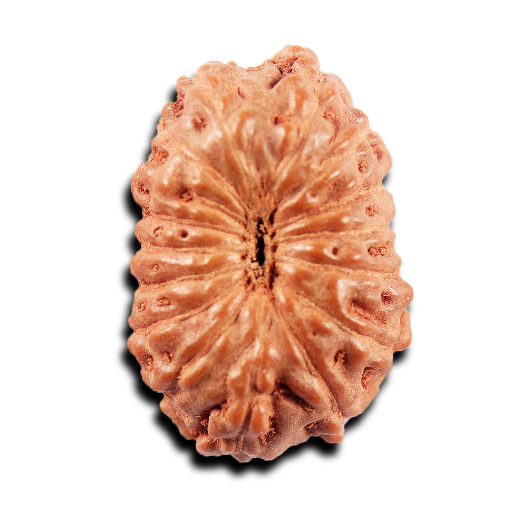 15 Mukhi Indonesian Rudraksha - Bead No. 299