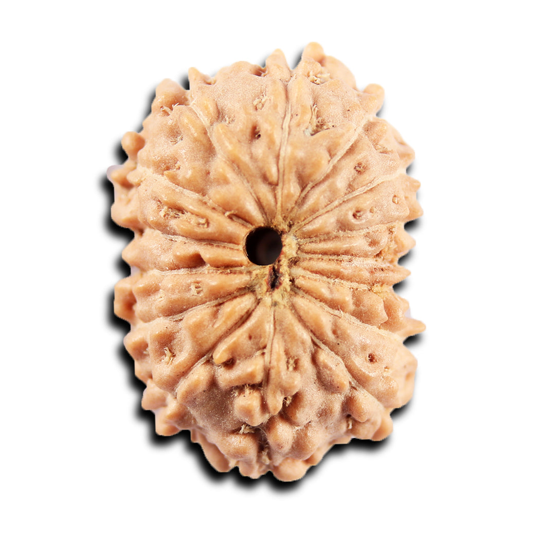 15 Mukhi Indonesian Rudraksha - Bead No. 300