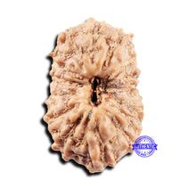 Load image into Gallery viewer, 15 Mukhi Indonesian Rudraksha - Bead No.301
