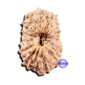 15 Mukhi Indonesian Rudraksha - Bead No.301