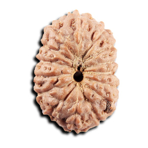 15 Mukhi Indonesian Rudraksha - Bead No. 302