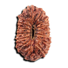 Load image into Gallery viewer, 15 Mukhi Indonesian Rudraksha - Bead No.303
