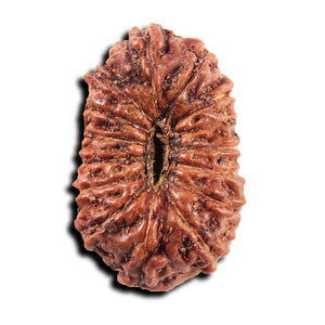 15 Mukhi Indonesian Rudraksha - Bead No.303